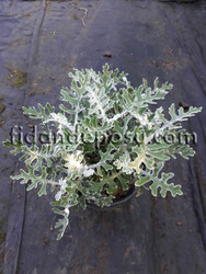 CINERARIA MARITIMA(Bahçe külü) BİTKİSİ - 2