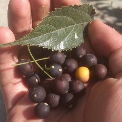 ÇITLIK (Adi Çitlembik (Celtis Australis)) FİDANI - 2
