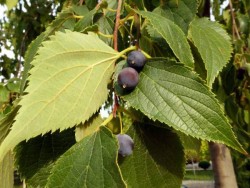 ÇITLIK (Adi Çitlembik (Celtis Australis)) FİDANI - Thumbnail