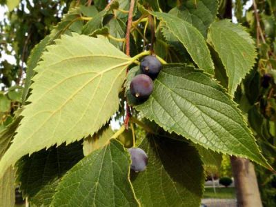 ÇITLIK (Adi Çitlembik (Celtis Australis)) FİDANI - 