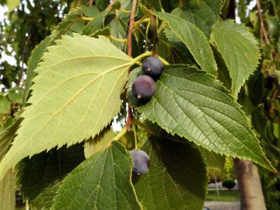  - ÇITLIK (Adi Çitlembik (Celtis Australis)) FİDANI