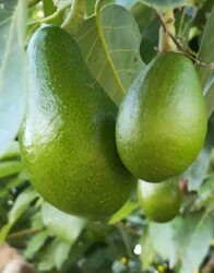 CLIFTON AVOKADO FİDANI - 1
