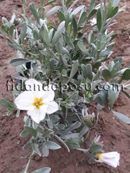  - CONVOLVULUS CNEORUM (Gündüz güzeli,Gümüş çalısı)BİTKİSİ