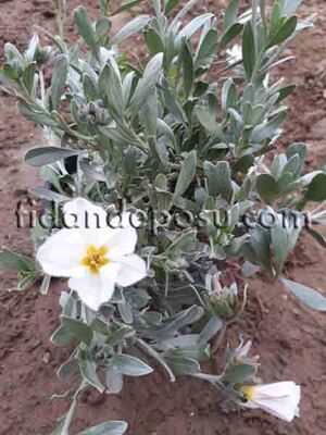 CONVOLVULUS CNEORUM (Gündüz güzeli,Gümüş çalısı)BİTKİSİ - 