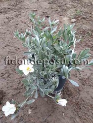 CONVOLVULUS CNEORUM (Gündüz güzeli,Gümüş çalısı)BİTKİSİ - 2