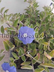 CONVOLVULUS SABATİUS(Kahkaha çiçeği)BİTKİSİ - 1