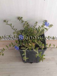 CONVOLVULUS SABATİUS(Kahkaha çiçeği)BİTKİSİ - 2