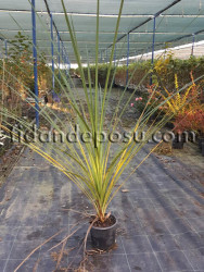 CORDYLINE AUSTRALIS (Drasena,cordilin) BİTKİSİ - 
