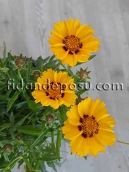 COREOPSİS GRANDİFLORA (Kız gözü,Koyun gözü) BİTKİSİ - 1