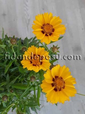 COREOPSİS GRANDİFLORA (Kız gözü,Koyun gözü) BİTKİSİ - 