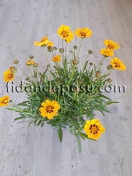 COREOPSİS GRANDİFLORA (Kız gözü,Koyun gözü) BİTKİSİ - 2