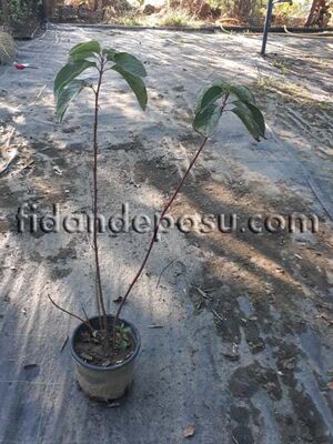 CORNUS ALBA 'SİBİRİCA'(Kırmızı gövdeli süs kızılcığı) - 