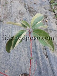 CORNUS ALBA 'SİBİRİCA'(Kırmızı gövdeli süs kızılcığı) - 1