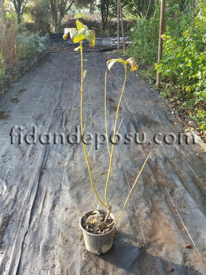 CORNUS STOLONIFERA FLAVIRAMEA (Sarı gövdeli süs kızılcığı) - 
