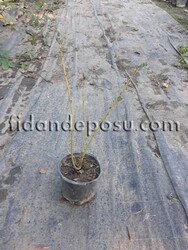 CORNUS STOLONIFERA FLAVIRAMEA (Sarı gövdeli süs kızılcığı) - 2