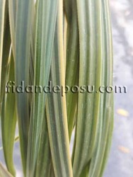CORTADERIA SELLOANA'SİLVER STAR' (Alaca yapraklı bodur pampas otu) BİTKİSİ - 1