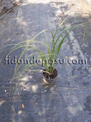 CORTADERIA SELLOANA'SİLVER STAR' (Alaca yapraklı bodur pampas otu) BİTKİSİ - 2