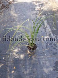 CORTADERIA SELLOANA'SİLVER STAR' (Alaca yapraklı bodur pampas otu) BİTKİSİ - Thumbnail