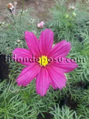 COSMOS BİPİNNATUS (Kozmos çiçeği) - 