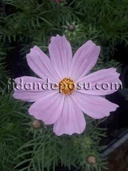 COSMOS BİPİNNATUS (Kozmos çiçeği) - 2
