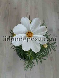 COSMOS BİPİNNATUS (Kozmos çiçeği) - 4
