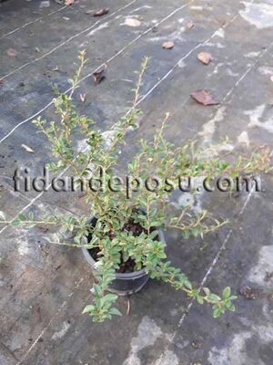 COTONEASTER DAMMERİ(Dağ muşmulası) BİTKİSİ - 