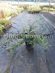 COTONEASTER FRANCHETTİ (Tibet dağ muşmulası) BİTKİSİ - 3