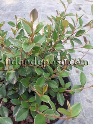 COTONEASTER FRANCHETTİ (Tibet dağ muşmulası) BİTKİSİ - 