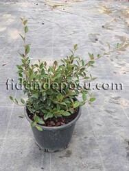 COTONEASTER FRANCHETTİ (Tibet dağ muşmulası) BİTKİSİ - 2