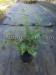 COTONEASTER HORIZONTALİS (Yayılıcı dağ muşmulası) BİTKİSİ - 1