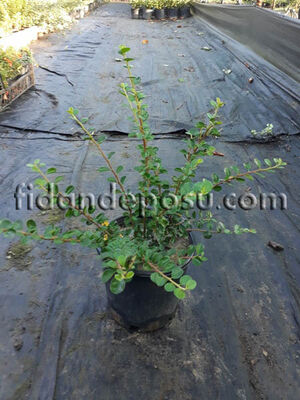 COTONEASTER HORIZONTALİS (Yayılıcı dağ muşmulası) BİTKİSİ - 