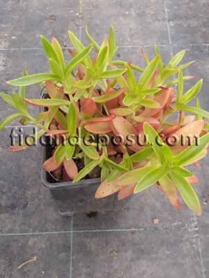 CRASSULA CAPİTELLA CAMPFİRE (Kamp ateşi) BİTKİSİ - 