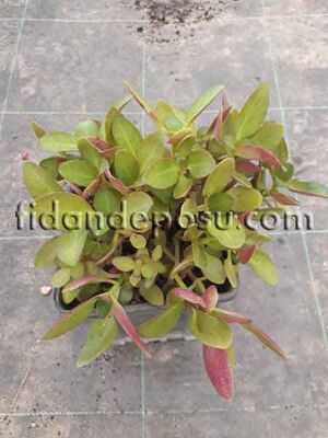 CRASSULA MULTİCAVA (Peri Yeşim Bitkisi) BİTKİSİ - 