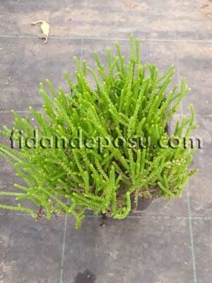 CRASSULA MUSCOSA (Prenses çamı) BİTKİSİ - 
