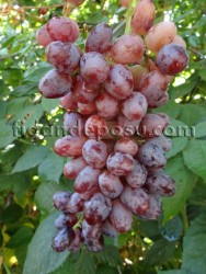 CRİMSON SEEDLESS ASMA FİDANI - 2