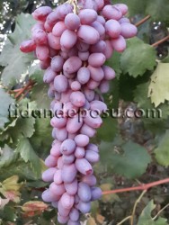 CRİMSON SEEDLESS ASMA FİDANI - 1