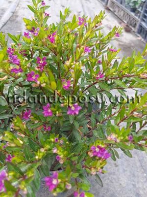 CUPHEA HYSSOPIFOLIA (Küfeya,Meksika fundası) BİTKİSİ - 