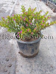 CUPHEA HYSSOPIFOLIA (Küfeya,Meksika fundası) BİTKİSİ - 2