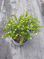 CUPHEA HYSSOPIFOLIA (Küfeya,Meksika fundası) BİTKİSİ - 3