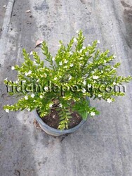 CUPHEA HYSSOPIFOLIA (Küfeya,Meksika fundası) BİTKİSİ - Thumbnail