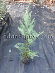 CUPRESSOCYPARIS LEYLANDİİ (Leylandi) - 2