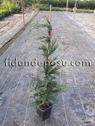 CUPRESSOCYPARIS LEYLANDİİ (Leylandi) - 4
