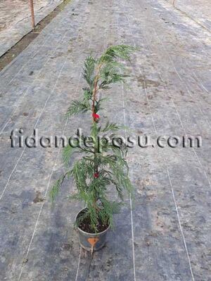 CUPRESSOCYPARIS LEYLANDİİ (Leylandi) - 