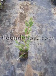 CUPRESSOCYPARIS LEYLANDİİ (Leylandi) - 3
