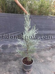 CUPRESSUS ARIZONICA GLAUCA ( Mavi Servi) BİTKİSİ - Thumbnail