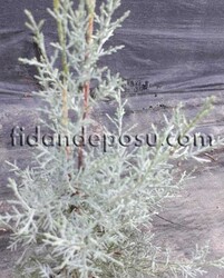 CUPRESSUS ARIZONICA GLAUCA ( Mavi Servi) BİTKİSİ - 2