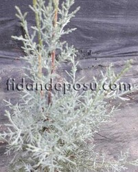 CUPRESSUS ARIZONICA GLAUCA ( Mavi Servi) BİTKİSİ - Thumbnail