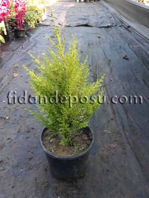 CUPRESSUS MACROCARPA GOLDCREST (Limoni Servi) - 