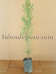 CUPRESSUS SEMPERVIRENS (Kara servi,Mezarlık servisi ) BİTKİSİ - 1