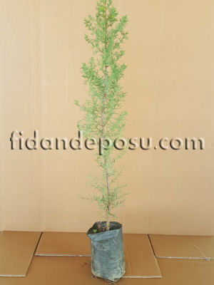 CUPRESSUS SEMPERVIRENS (Kara servi,Mezarlık servisi ) BİTKİSİ - 